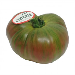 TOMATE CHEROKEE